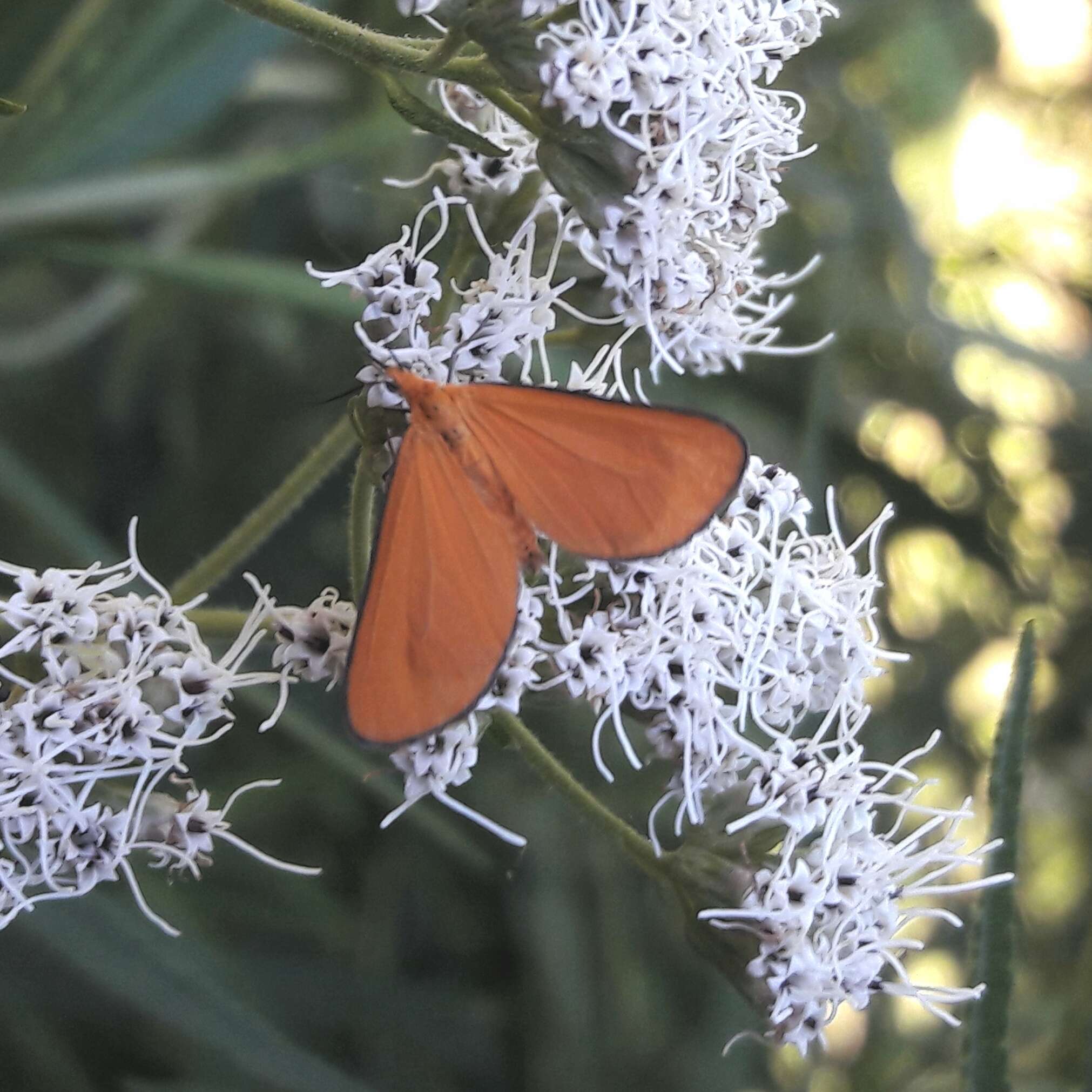 Plancia ëd Eudulophasia invaria Walker 1854