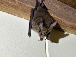 Image of Eastern Horseshoe Bat