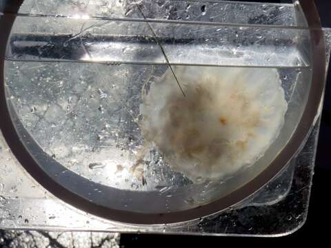 Image of Atlantic sea nettle