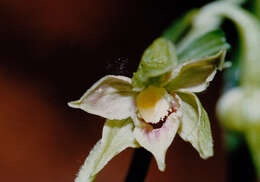 Image of Epipactis leptochila subsp. leptochila