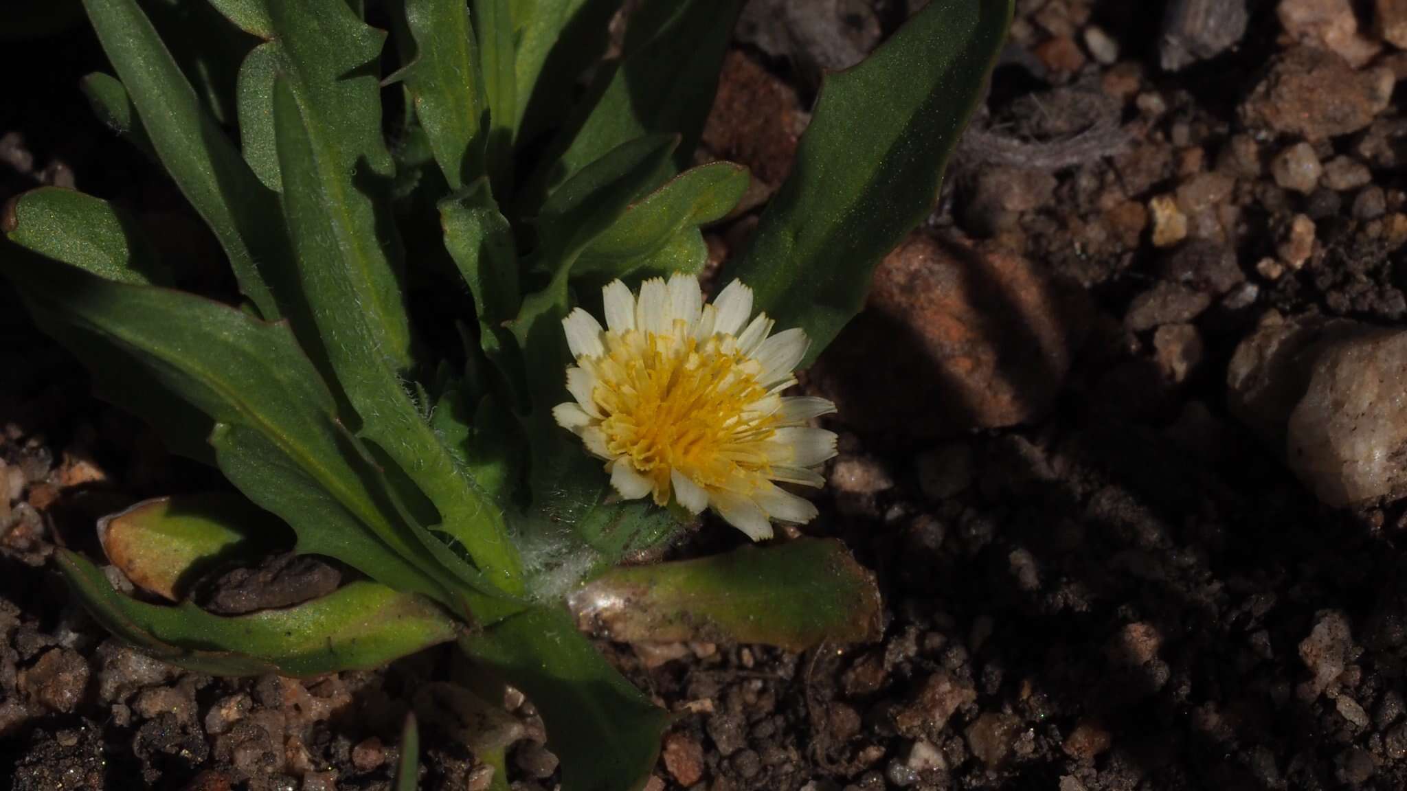 Imagem de Agoseris heterophylla var. heterophylla