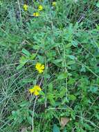 Image of Hibbertia aspera subsp. aspera