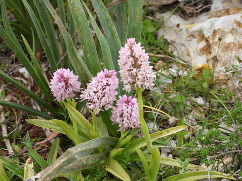 صورة Anacamptis pyramidalis var. urvilleana (Sommier & Caruana) Schltr.