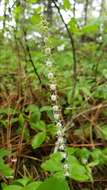 Image of Side-Flower Bishop's-Cap