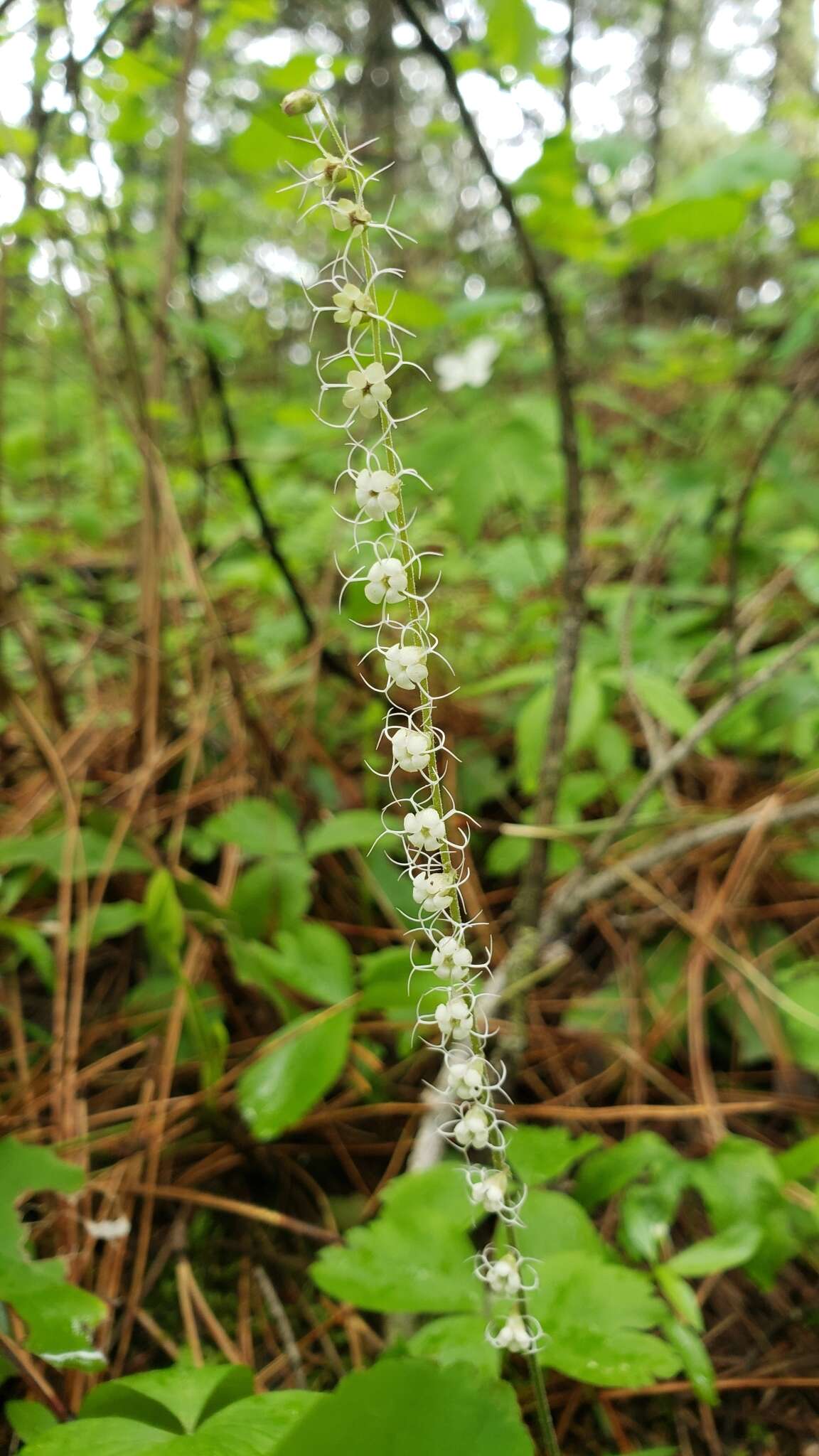 Image of Side-Flower Bishop's-Cap