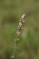 Image of Syncolostemon densiflorus Benth.