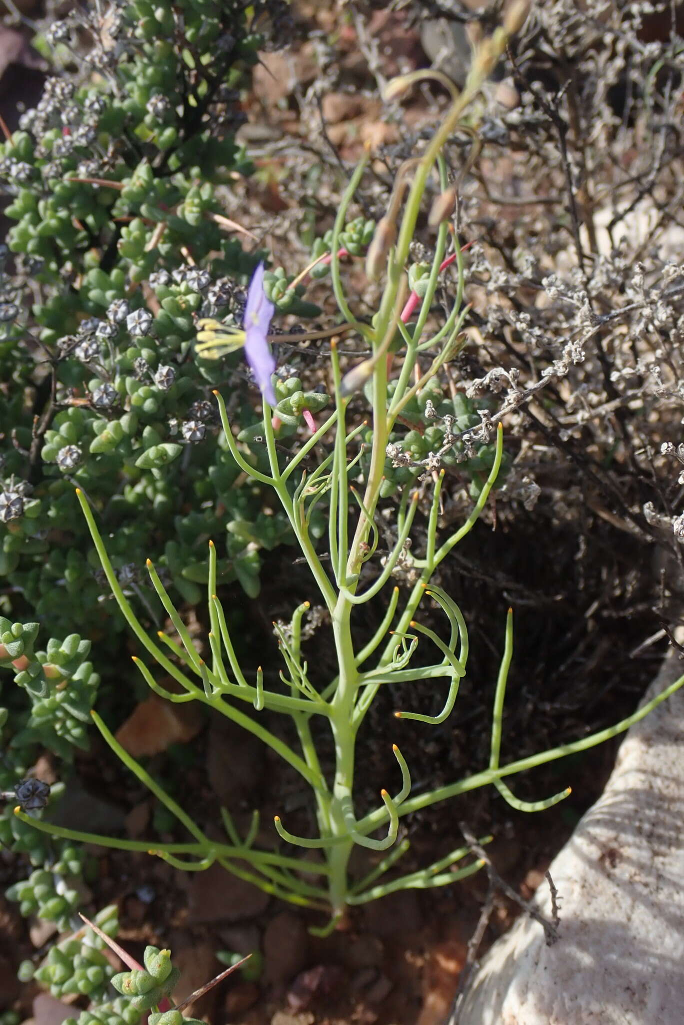 Image de Heliophila trifurca Burch. ex DC.