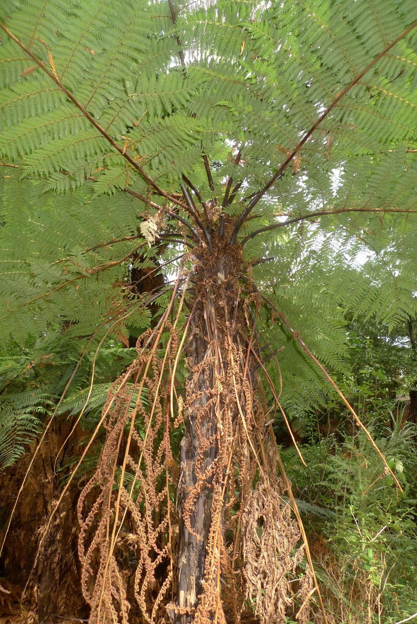 Image of Tree Fern Gully