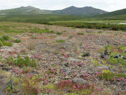 Image of Hylotelephium cyaneum (J. Rudolph) H. Ohba