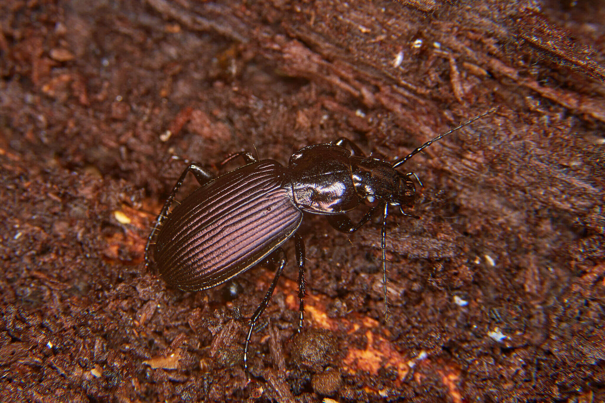 Image de Pterostichus (Eosteropus) mannerheimii (Dejean 1831)