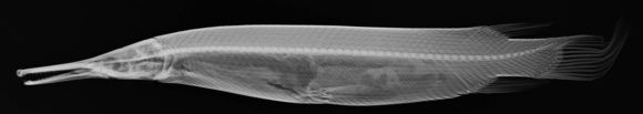 Image of tropical gar