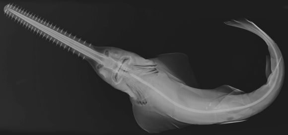 Image of Smalltooth Sawfish