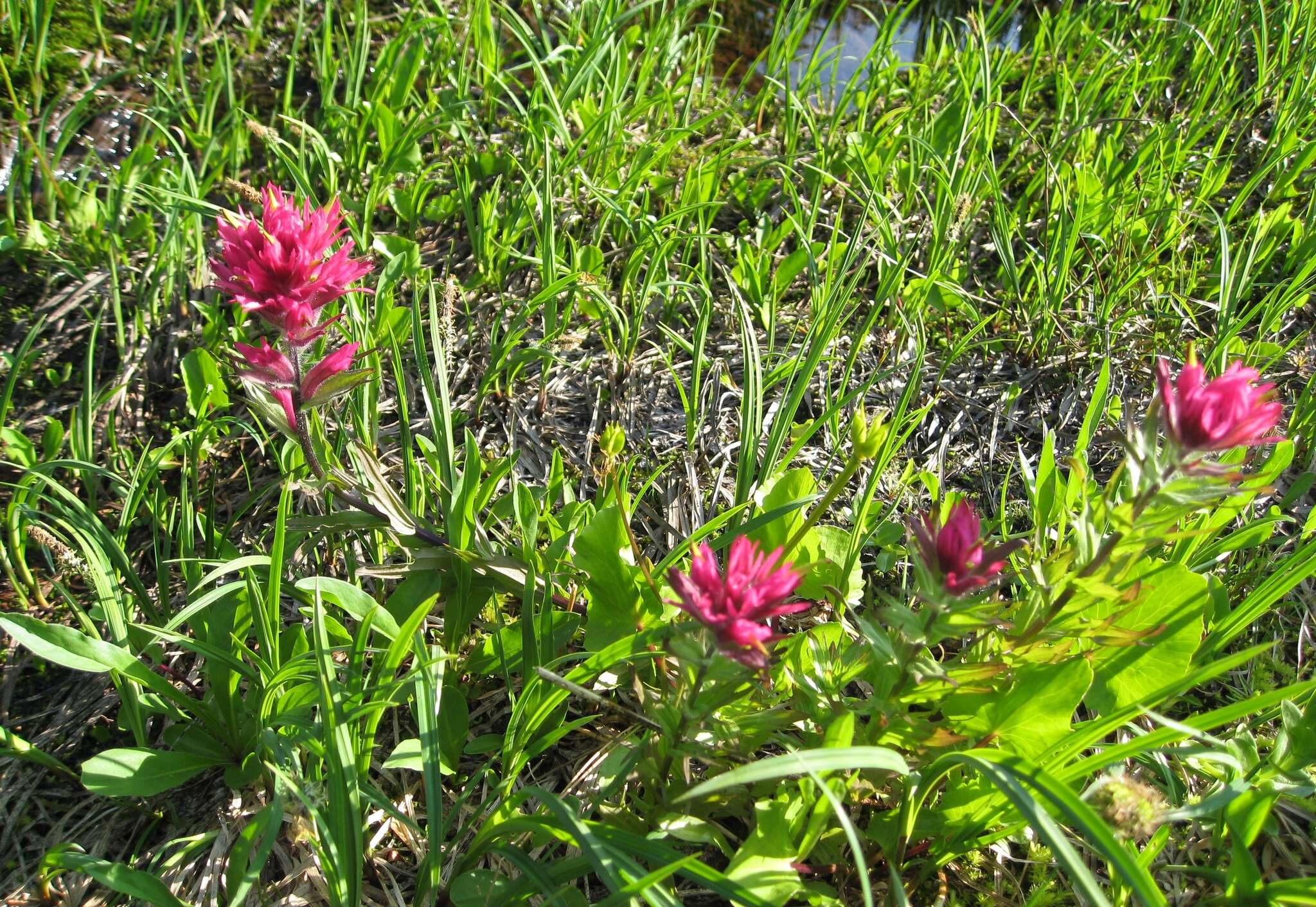 Image of Henry Indian paintbrush