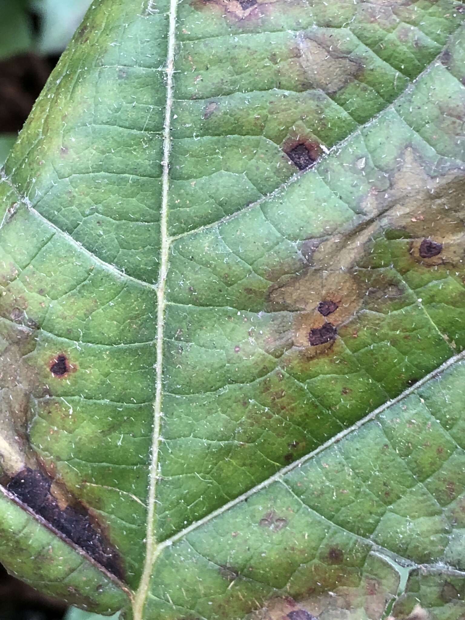 صورة Cercospora hydrangeae Ellis & Everh. 1892