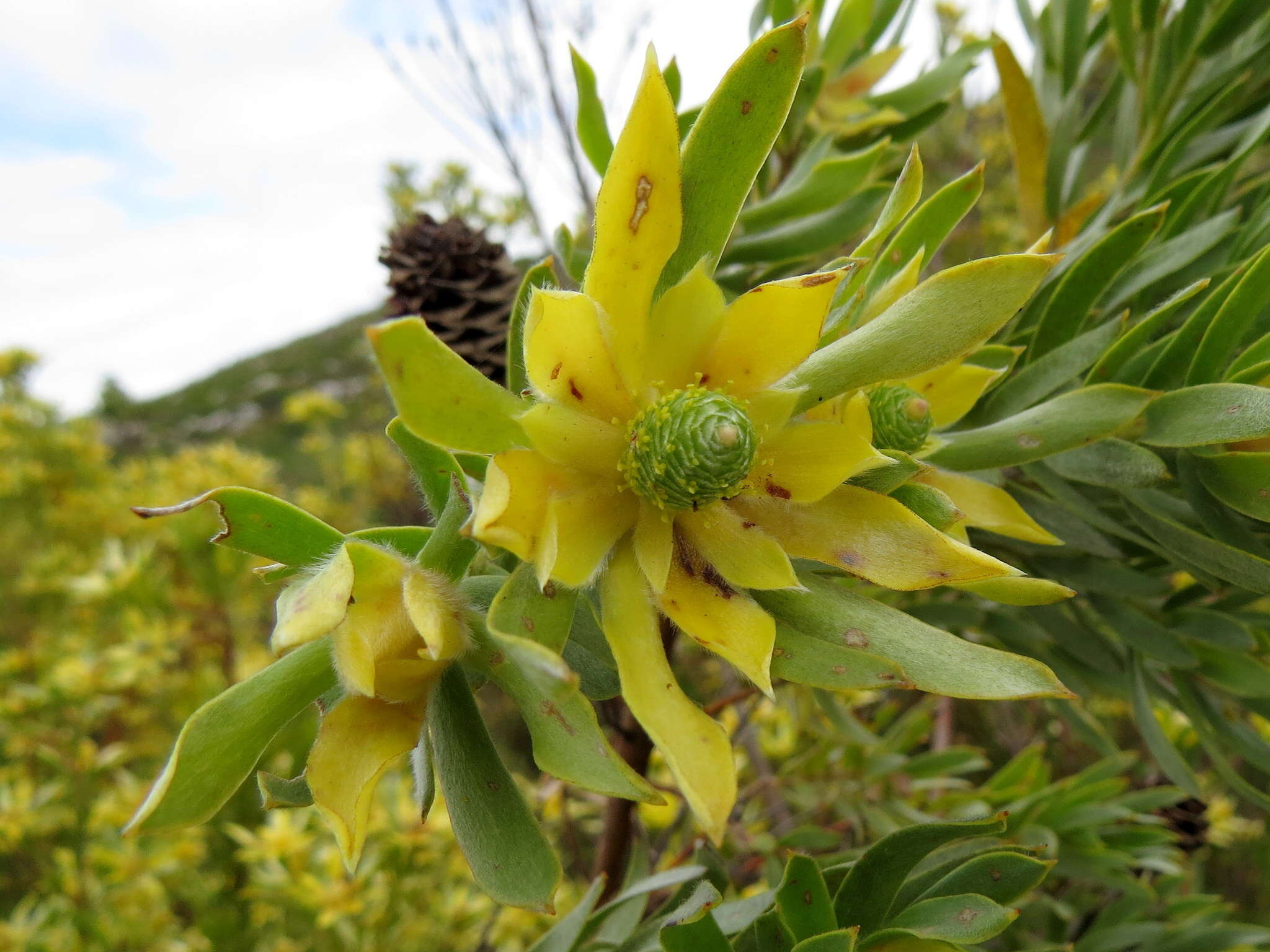 Imagem de Leucadendron floridum R. Br.