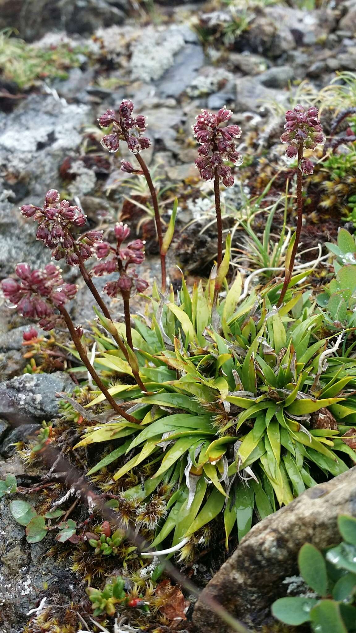 Image of Purple Featherling