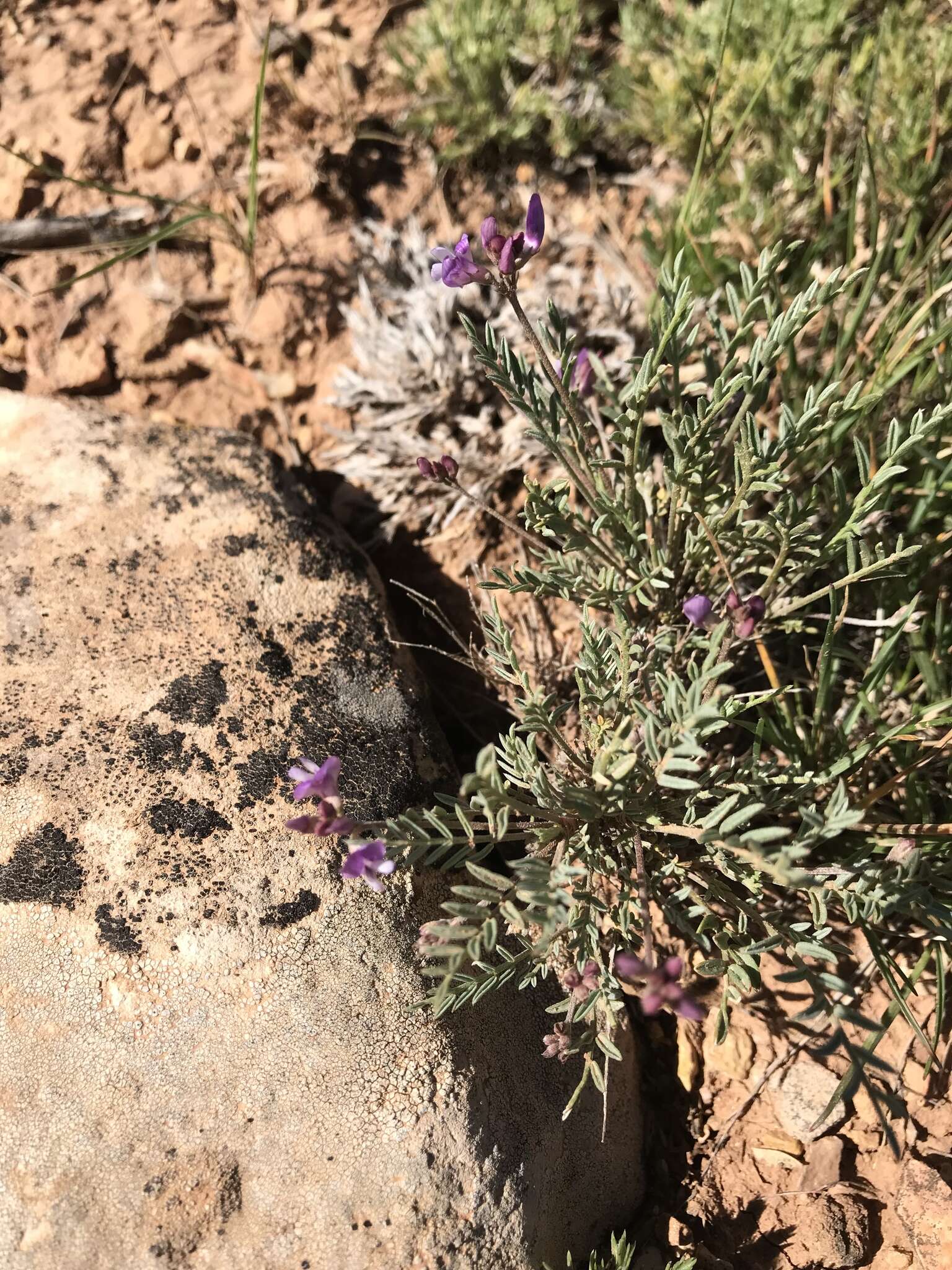 Sivun Astragalus jejunus S. Wats. kuva