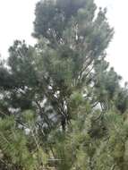 Pinus cembroides subsp. lagunae (Rob.-Pass.) D. K. Bailey resmi