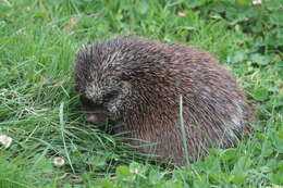 Image of stump-tailed porcupine