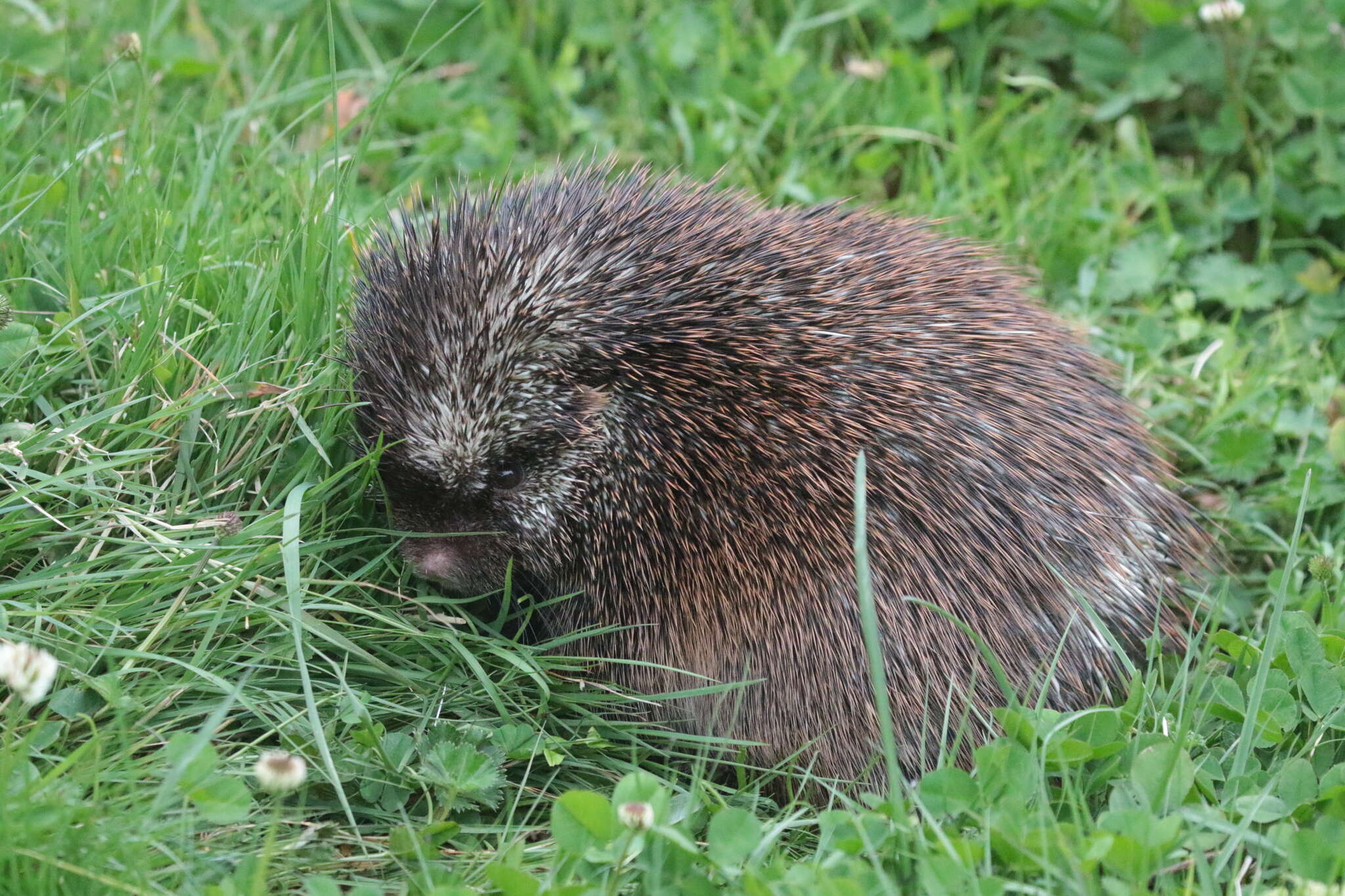 Image of stump-tailed porcupine