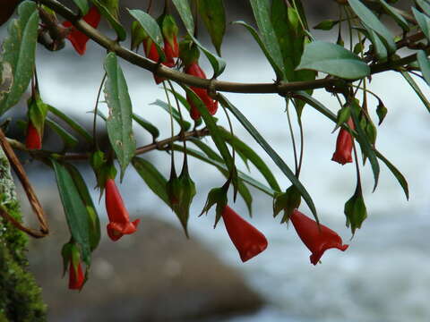 Image of Nematanthus crassifolius (Schott) Wiehler