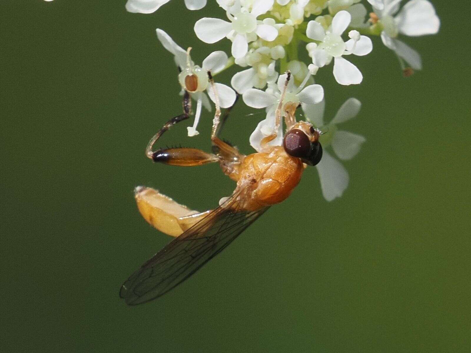 Image of Sphegina sibirica Stackelberg 1953