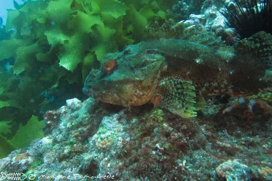 Image of Red scorpionfish