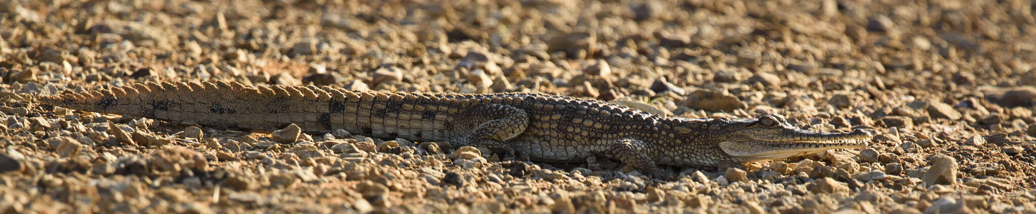 Image of Australian Freshwater Crocodile