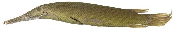 Image of tropical gar