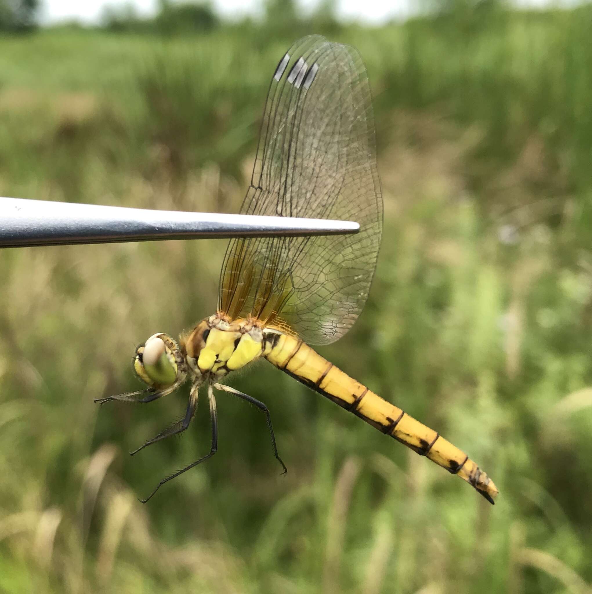 Image of Sympetrum cordulegaster (Selys 1883)