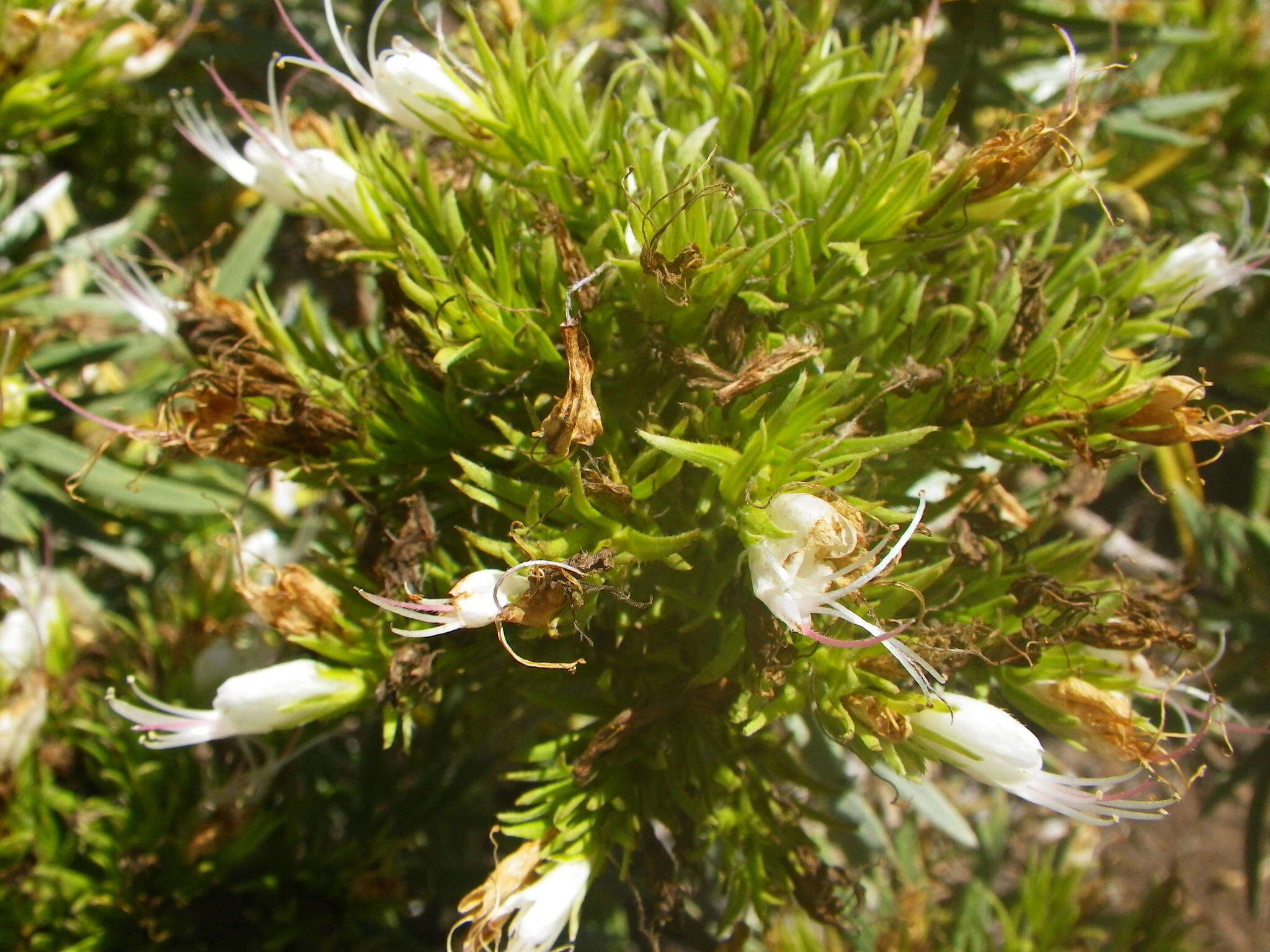 Plancia ëd Echium aculeatum Poir.