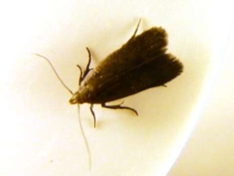 Image of Lupine Leafroller Moth