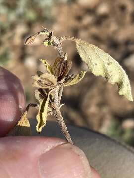 Acleisanthes diffusa (A. Gray) R. A. Levin resmi