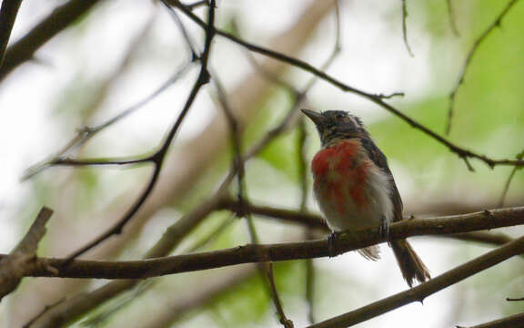 Image of Gray-throated Chat