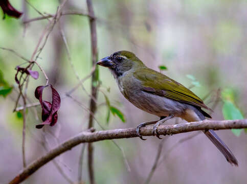 Image of Lesser Antillean Saltator