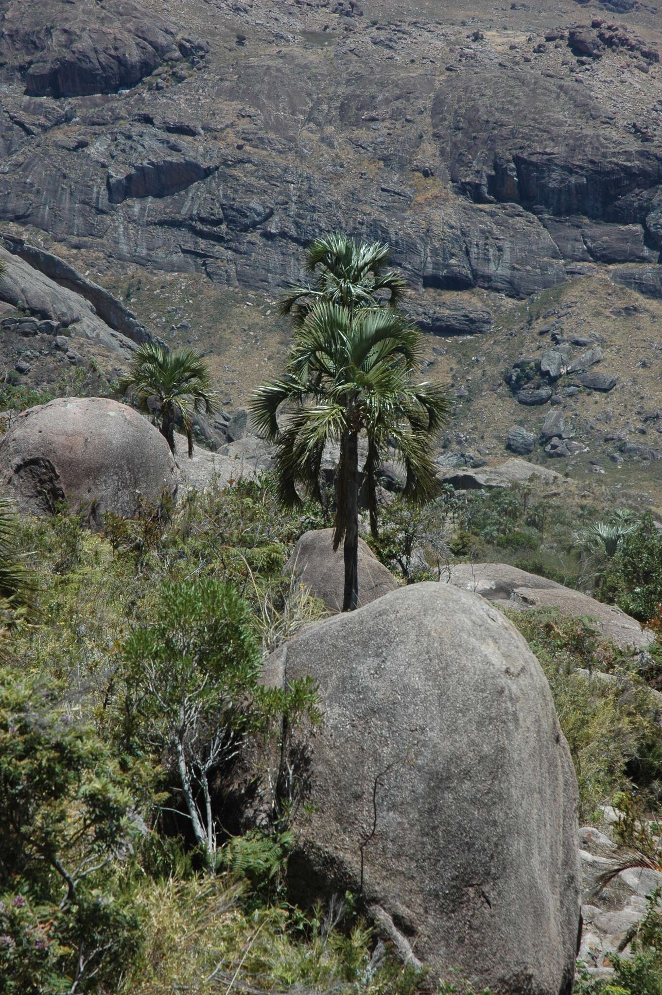 Image of Ravenea glauca Jum. & H. Perrier