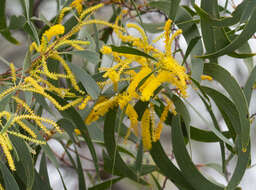 Image of Acacia leptocarpa A. Cunn. ex Benth.