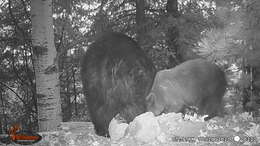 Image of Ursus americanus machetes Elliot 1903