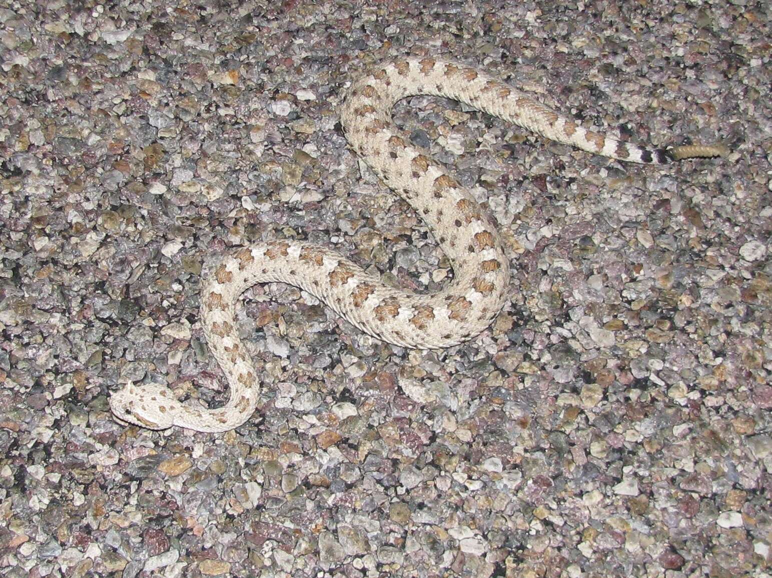 Image of Sidewinder Rattlesnake