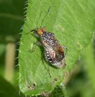 Image of Scentless plant bug