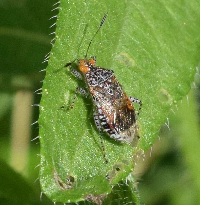 Image of Scentless plant bug