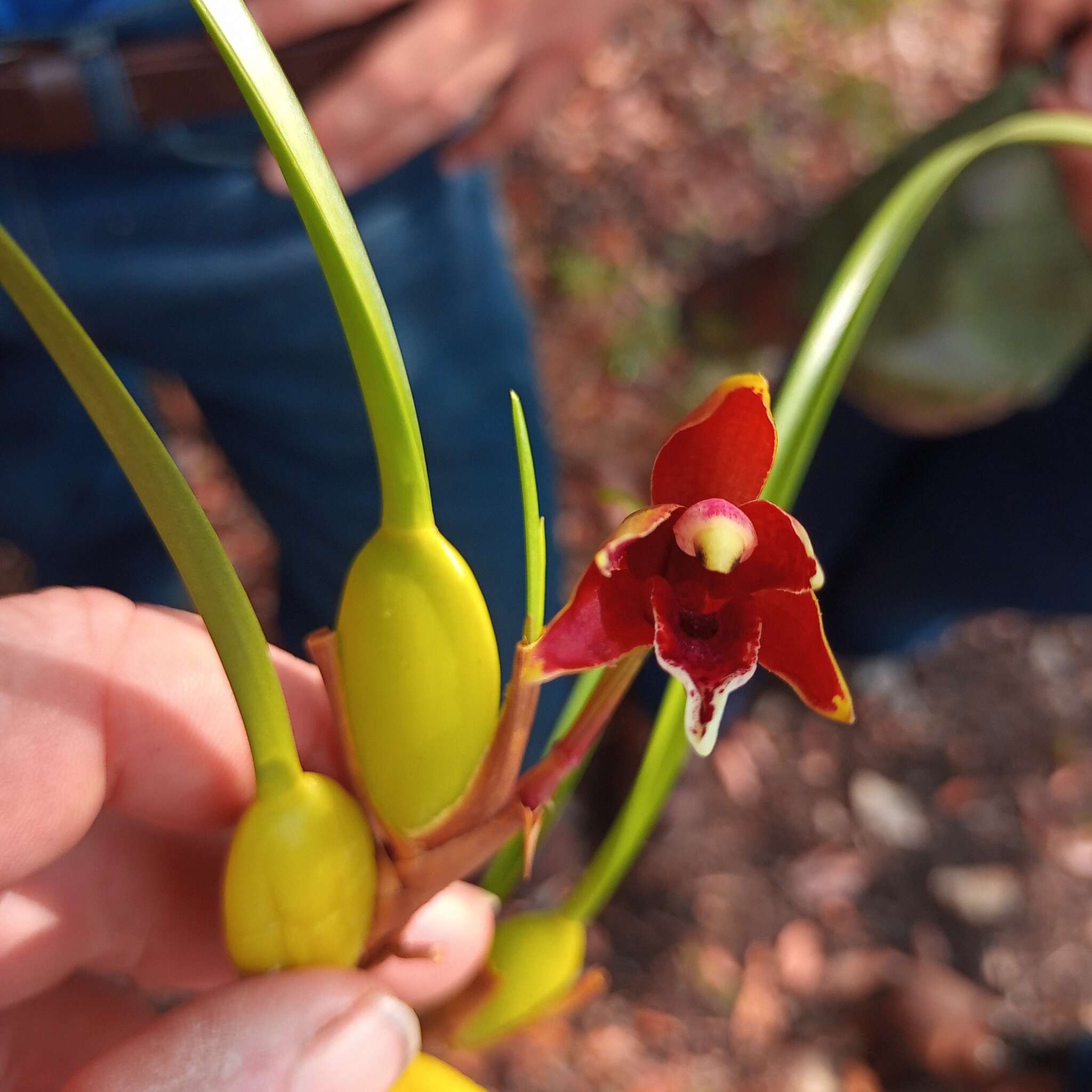 Image of Coconut orchid