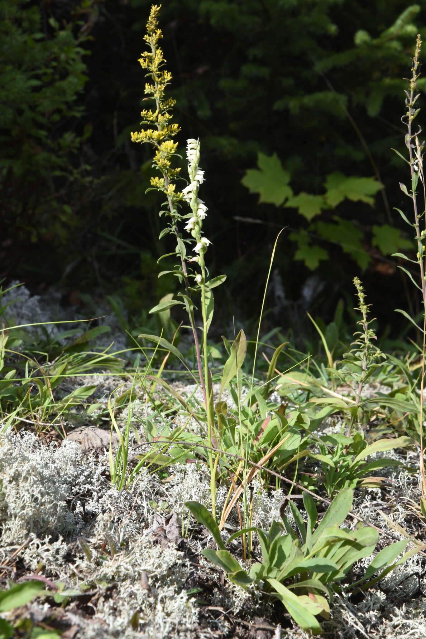 Image of Case's lady's tresses