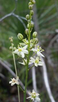 Image of White Sunnybell