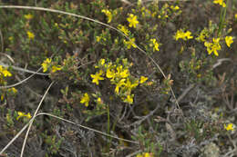 Image of woolly beachheather