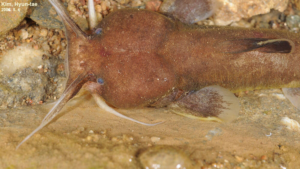 Image of Liobagrus andersoni Regan 1908