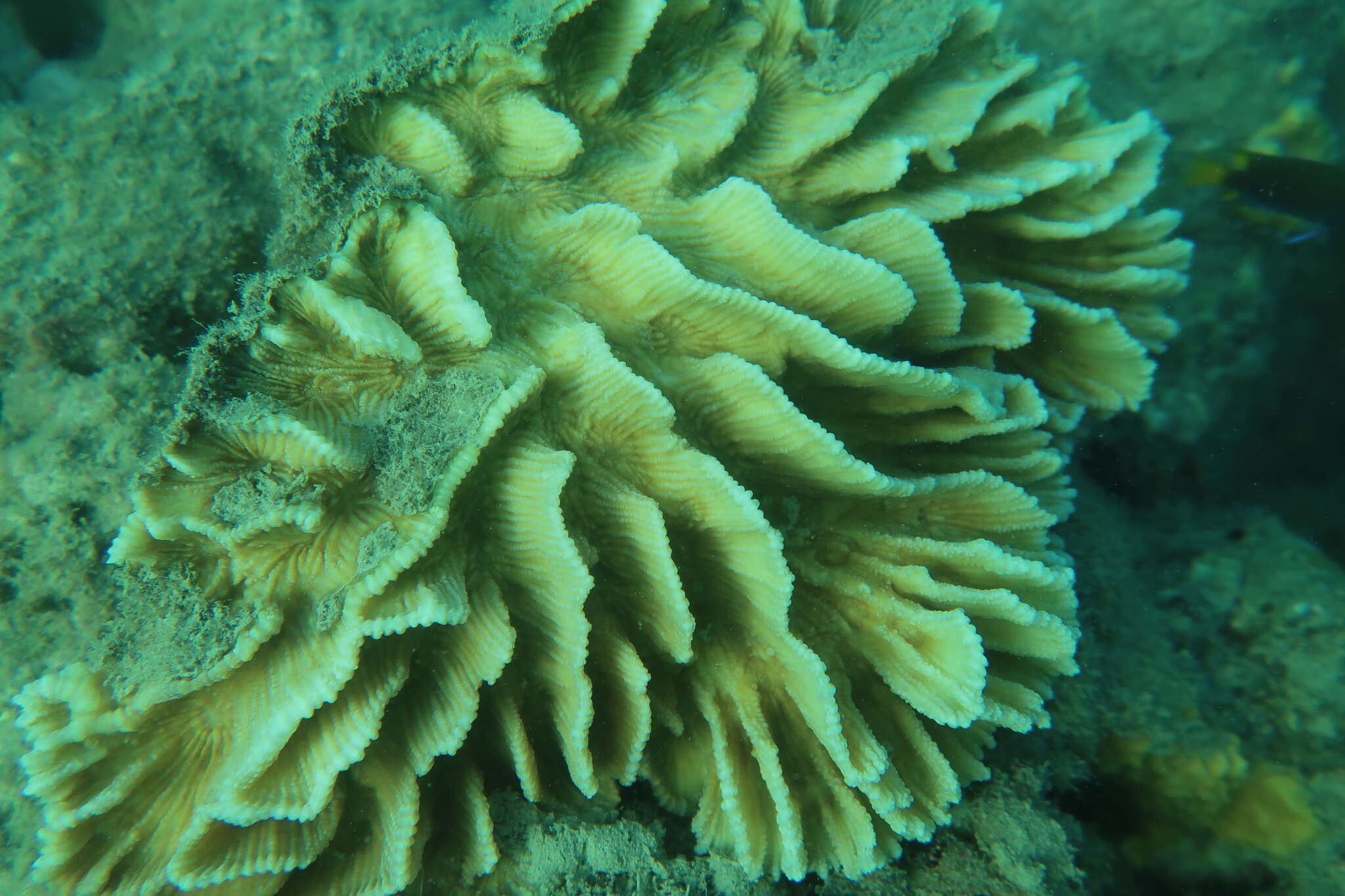 Image of Common lettuce coral