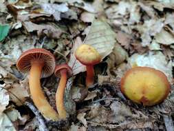 Image of Hygrocybe purpureofolia (H. E. Bigelow) Courtec. 1989