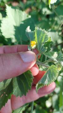 Image of Pseudabutilon virgatum (Cav.) P. A. Fryxell