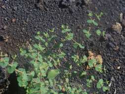 Imagem de Euphorbia amplexicaulis Hook. fil.